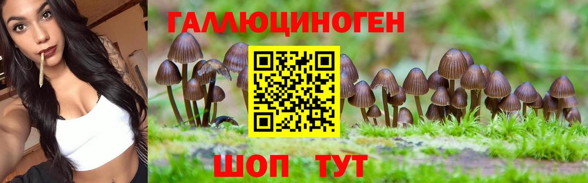 Псилоцибиновые грибы Psilocybine cubensis Красноармейск